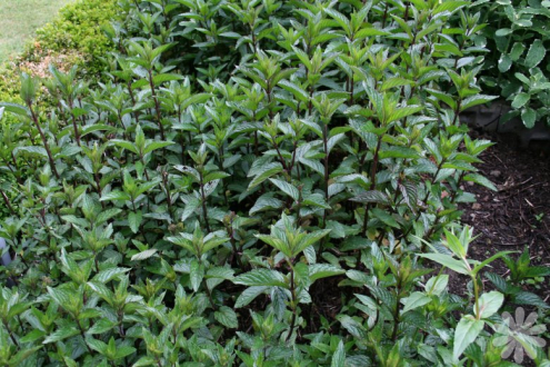 Mäta pieporná - vňať 50g