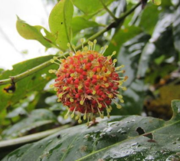 Vilcacora 20g - bylinný čaj