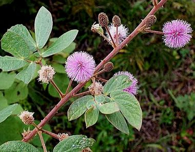 Vilcacora 20g - bylinný čaj