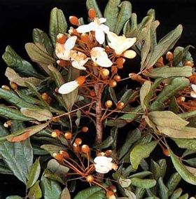 Catuaba tea 50g - bylinný čaj