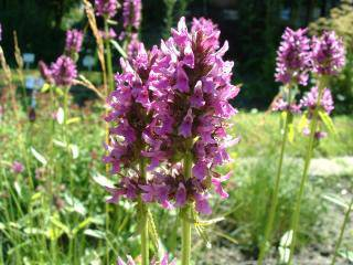 Betonika lekárska 35g - vňať