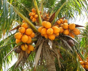 Kokosový olej panenský 400ml BIO Bioplanete