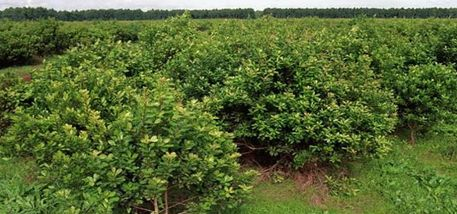 Mate lemon 50g - bylinný čaj