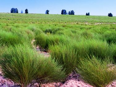 Tantra 50g - rooibos