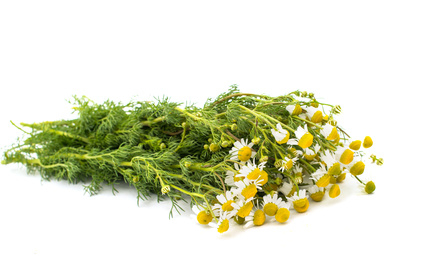 Rumanček kamilkový - kvet  50g