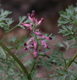 Zemedym - vňať 35g