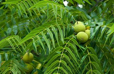 Orech čierny americký 50ml, P38 - tinktúra z púčikov...