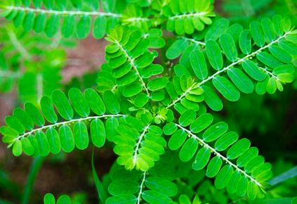 Chancapiedra 30g - amazónsky čaj