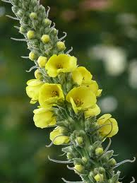 Divozel veľkokvetý 30g