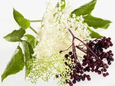 Bazová tinktúra 200ml, V4b