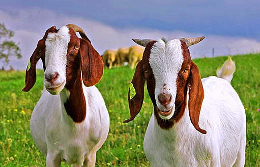 Sušené kozie mlieko plnotučné 280g