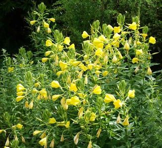 Pupalka dvojročná 50ml, P58 - tinktúra z púčikov...