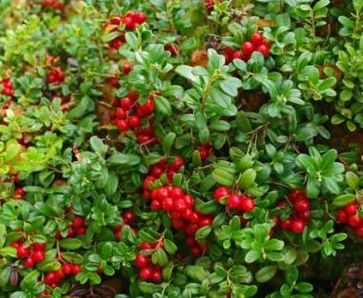 Brusnica obyčajná 50ml, P53 - tinktúra z púčikov...