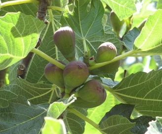 Figovník obyčajný 50ml, P13 - tinktúra z púčikov...