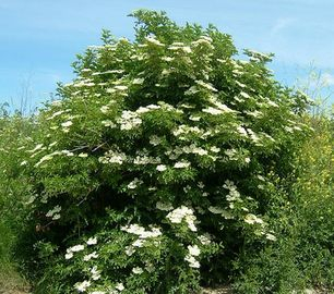 Baza čierna 50ml, P1 - tinktúra z púčikov rastlín