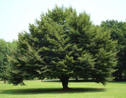 Buk lesný 50ml, P6 - tinktúra z púčikov rastlín