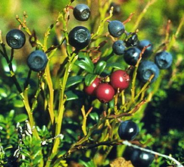 Čučoriedka 50ml, P5 - tinktúra z púčikov rastlín