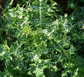 Pestrec mariánsky 50ml, P57 - tinktúra z púčikov...