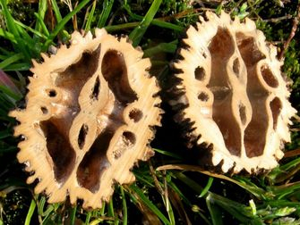 Orech čierny americký 50ml, P38 - tinktúra z púčikov...