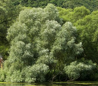 Vŕba biela 50ml, P49 - tinktúra z púčikov rastlín