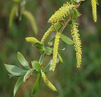 Vŕba biela 50ml, P49 - tinktúra z púčikov rastlín