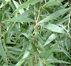 Vŕba biela 50ml, P49 - tinktúra z púčikov rastlín