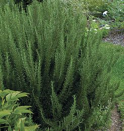 Rozmarín 50ml, P39 - tinktúra z púčikov rastlín