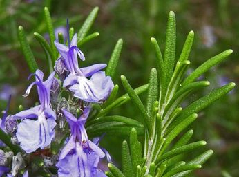 Rozmarín 50ml, P39 - tinktúra z púčikov rastlín