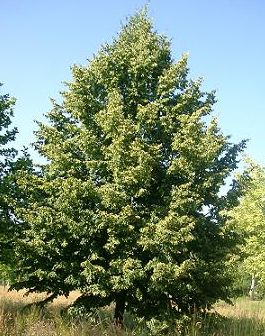 Lipa 50ml, P28 - tinktúra z púčikov rastlín