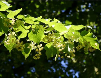 Lipa 50ml, P28 - tinktúra z púčikov rastlín