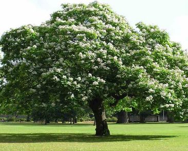 Gaštan pravý 50ml, P22 - tinktúra z púčikov rastlín