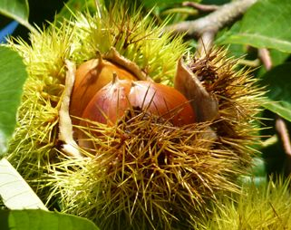 Gaštan pravý 50ml, P22 - tinktúra z púčikov rastlín