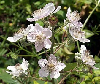 Ostružina černicová 50ml, P35 - tinktúra z púčikov...