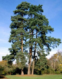 Borovica lesná 50ml, P4 - tinktúra z púčikov rastlín