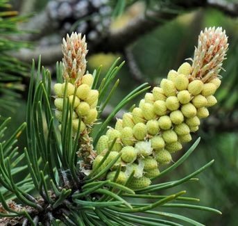 Borovica lesná 50ml, P4 - tinktúra z púčikov rastlín