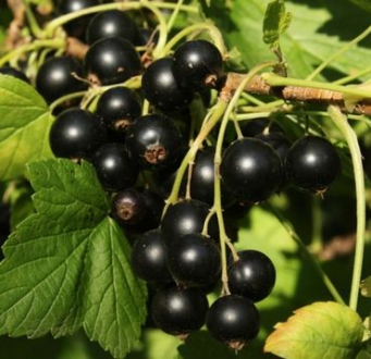 Čierna ríbezľa s betaglukánom 50ml, PG7