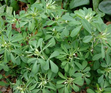 Senovka grécka 500mg x 60 kapsúl