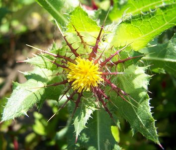 Benedikt lekársky 500mg x 60 kapsúl