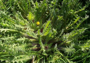 Benedikt lekársky 500mg x 60 kapsúl