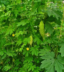 Horká tekvička čaj 150g