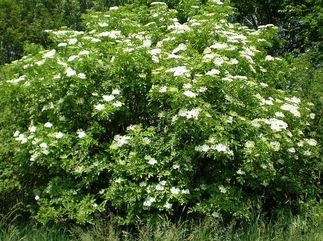 Bazová tinktúra 115ml, V4a