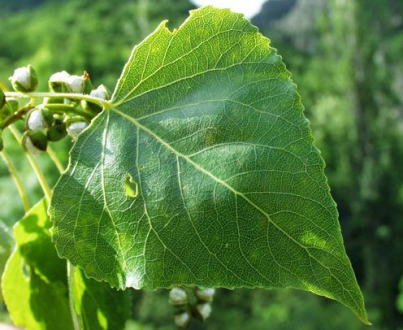 Topoľ čierny 50ml, P46 - tinktúra z púčikov rastlín