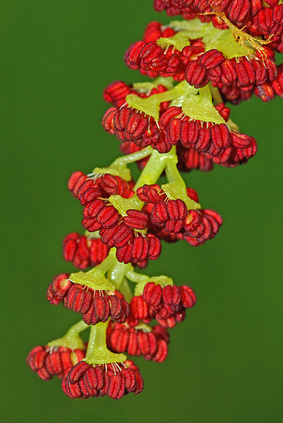 Topoľ 50ml, T42 - tinktúra z bylín