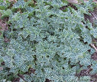 Panenský olej z pestreca mariánskeho 250ml