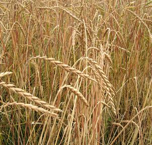 Špaldová káva BIO 100g