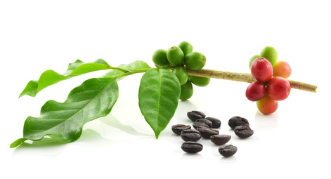 Lingzhi káva 3 in 1 20x21g