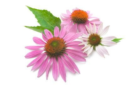 Echinacea purpurová - vňať 30g