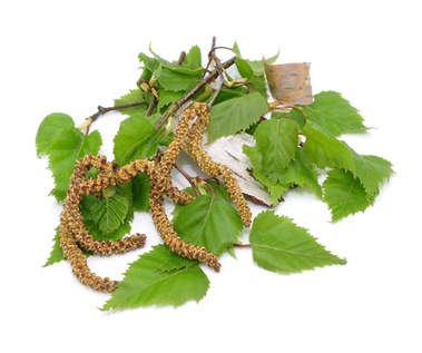 Breza previsnutá 50g -  list