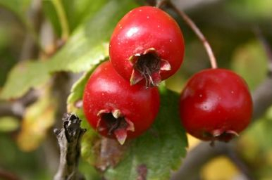 Hloh obyčajný 50g  - kvet s listom