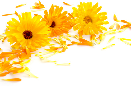 Nechtík lekársky - kvet 50g